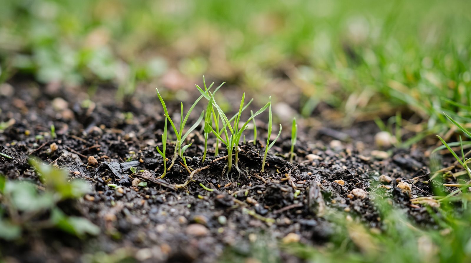 Beste graszaad voor kale plekken: wat werkt écht en waarom