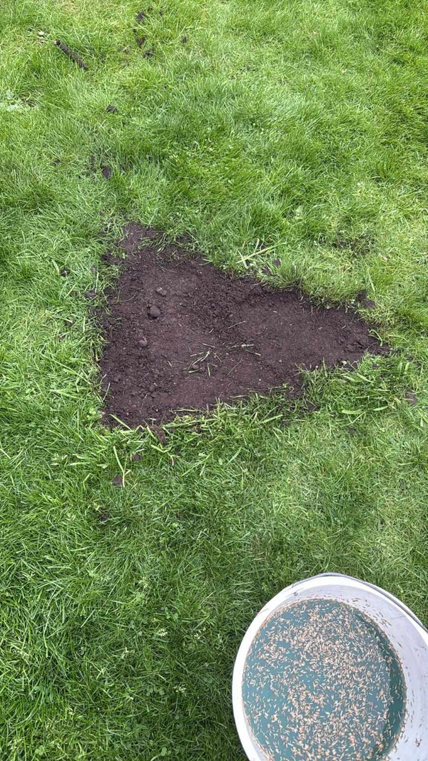 Kale plek in het gazon vóór behandeling