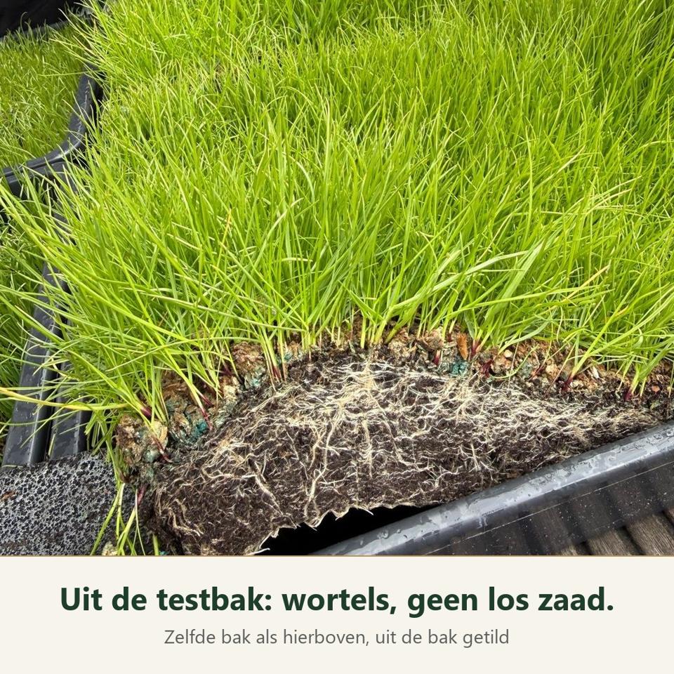 Grasmat uit de testbak, opgetild: de wortels