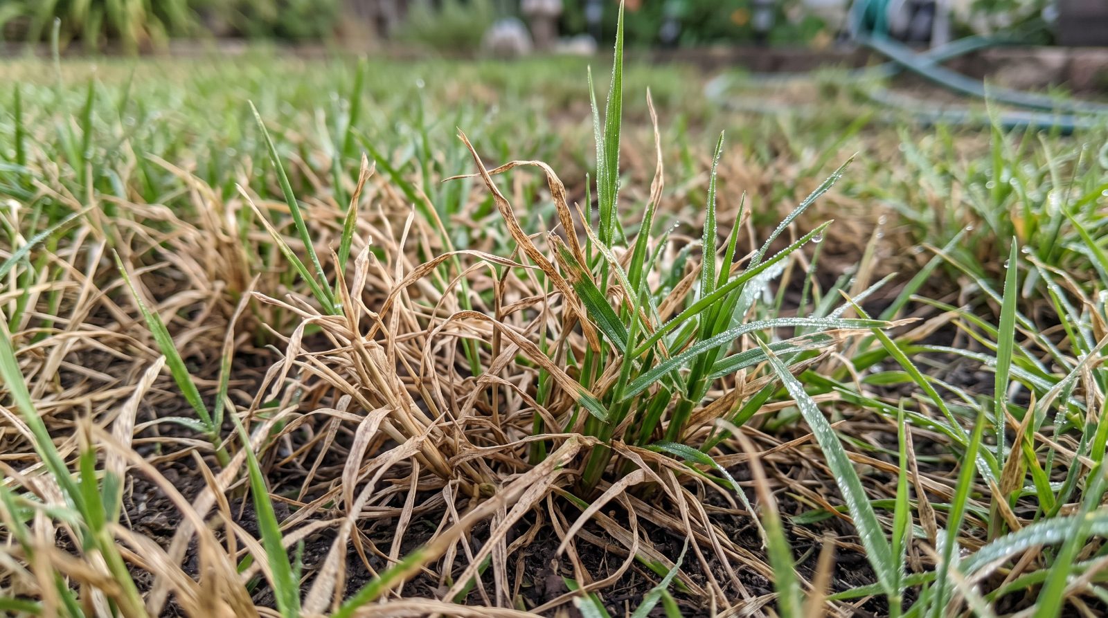 Close-up van een gazon met bruine, verdroogde grassprieten naast nog groene plekken tijdens een hete, droge periode