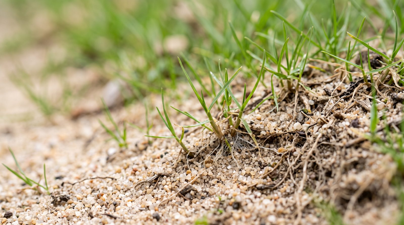 Gazon op zandgrond met droge plekken naast vers ingezaaid gras