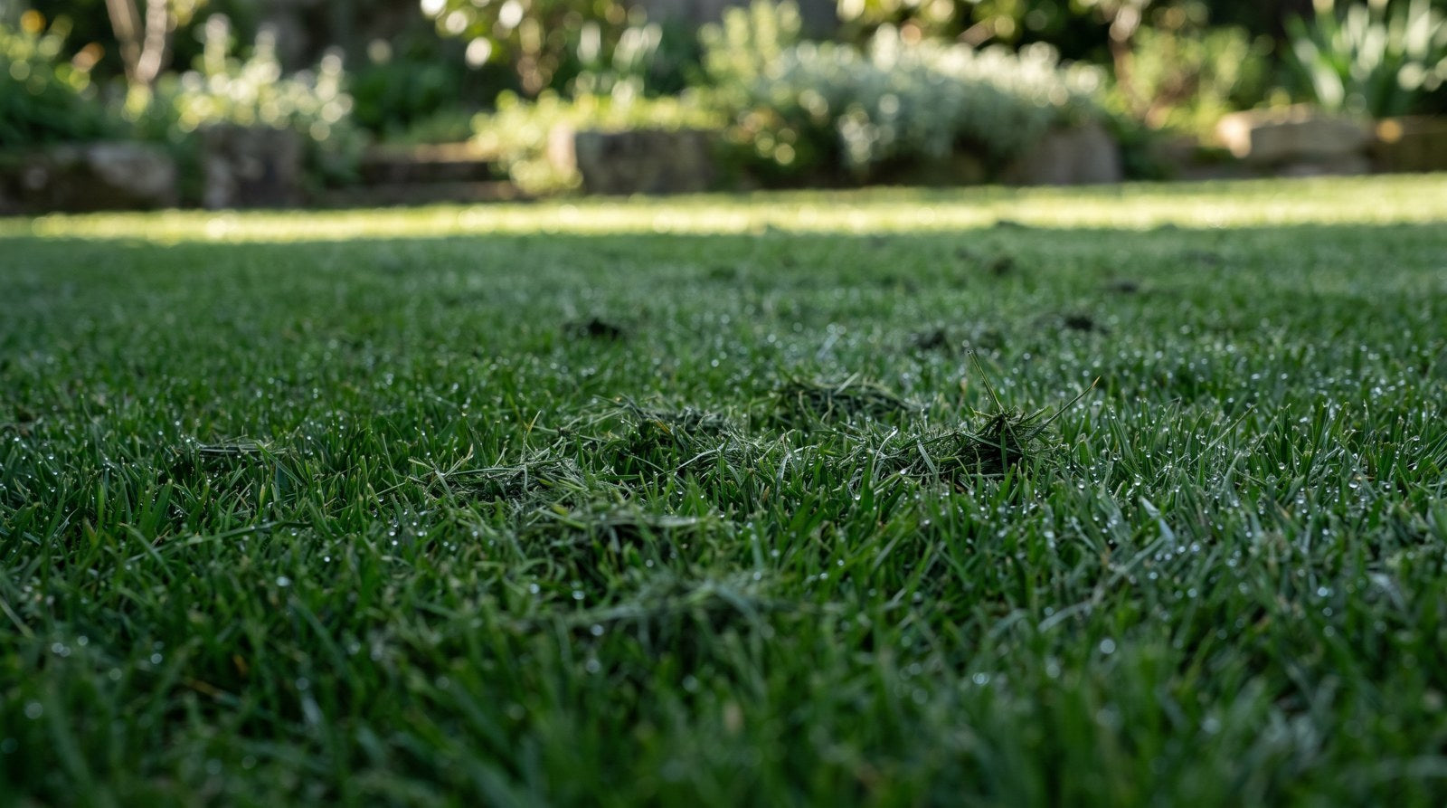 Fijn grasmaaisel liggend tussen gezonde donkergroene graspollen na het mulchmaaien