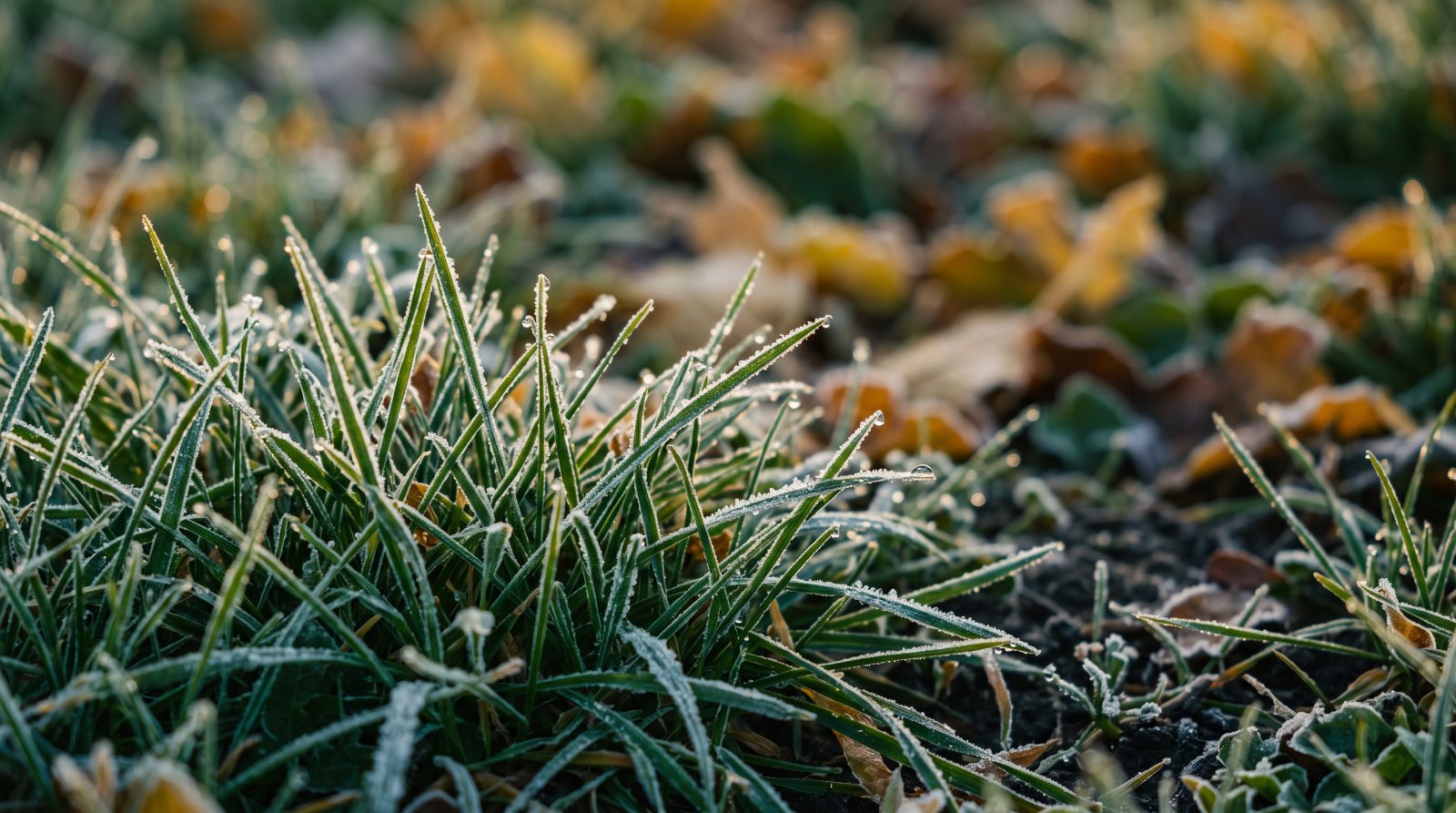 Close-up van gazongraspruilen bedekt met dauw in het najaar, klaar voor de winter