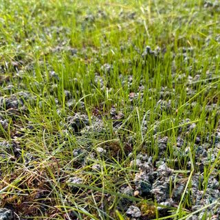 Jong gras met turquoise korrels