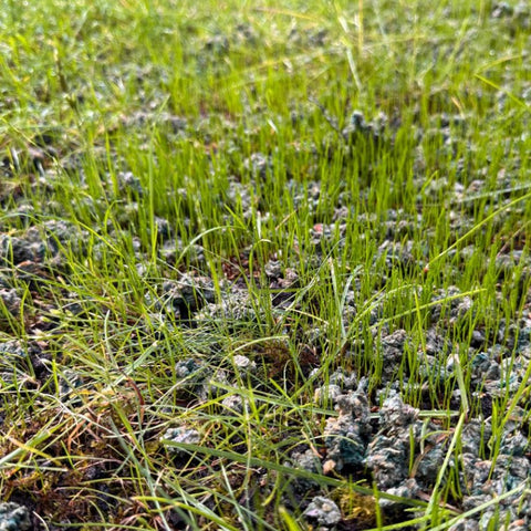 Jong gras met turquoise korrels, ruim een week na inzaaien bij testklant Andre