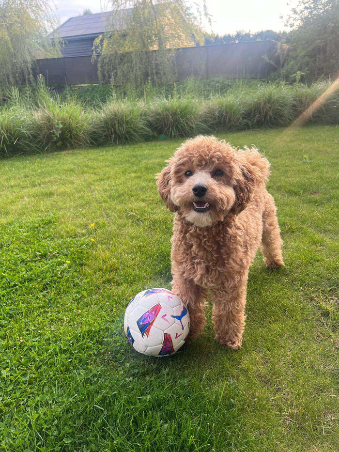 Hond op een herstelde plek in het gazon