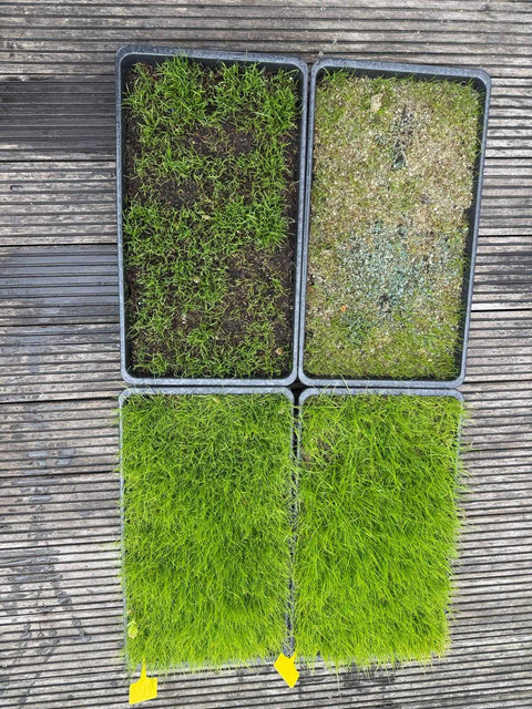 Vier testbakken: boven alleen graszaad, onder GrassUp met volle mat