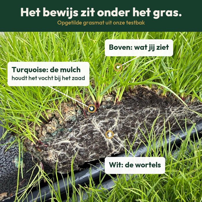Uitgegraven graspollen naast elkaar, met duidelijk verschil in wortellengte