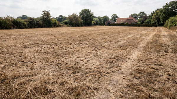 Verbrand gazon na warme zomer