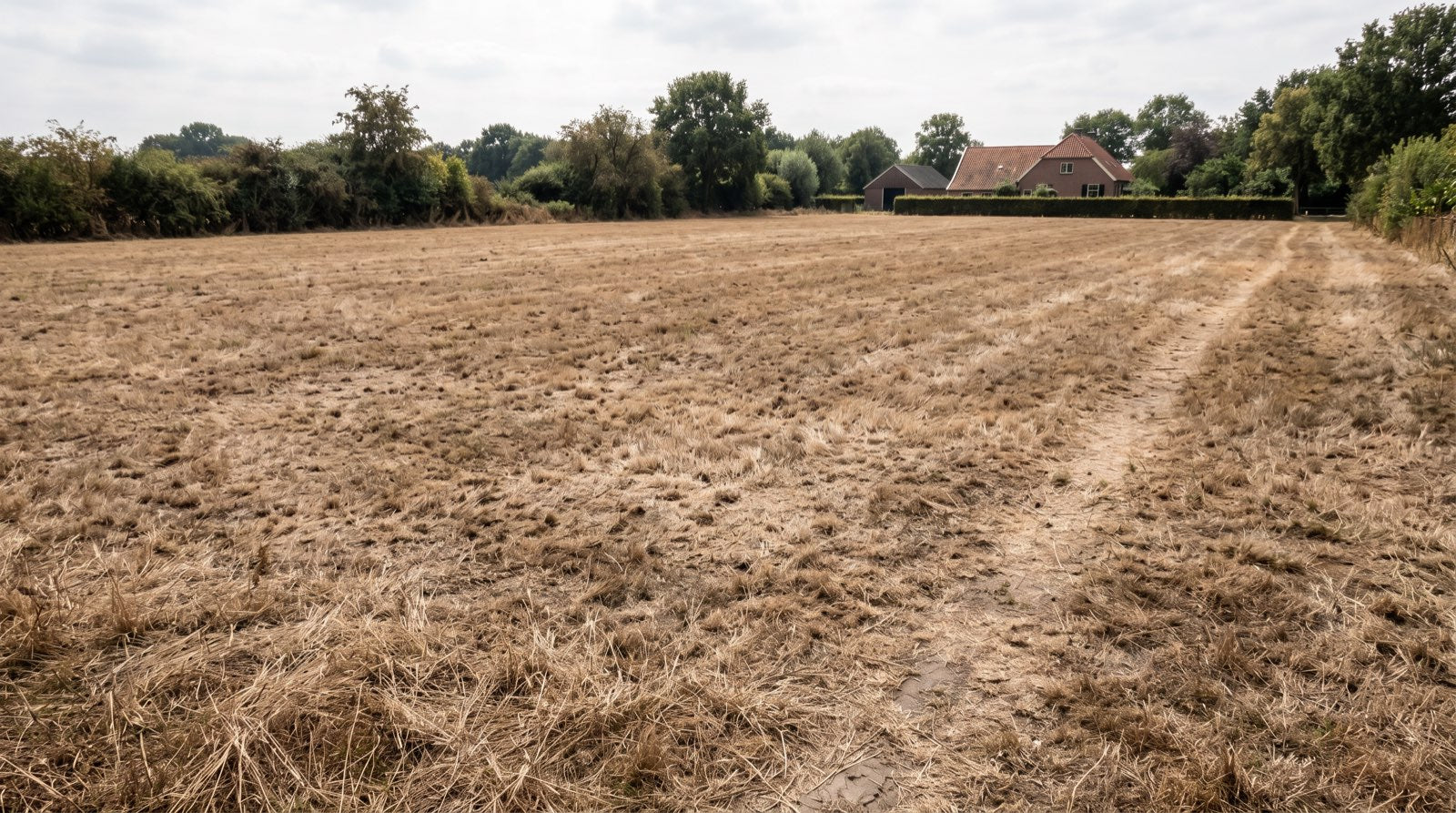 Verbrand, verdroogd gazon met bruin gras na een hete zomer